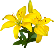 flowers & lilium free transparent png image.