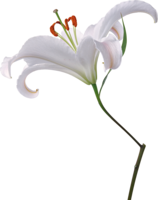 flowers & lilium free transparent png image.