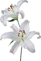 flowers & Lilium free transparent png image.