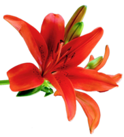 flowers & Lilium free transparent png image.