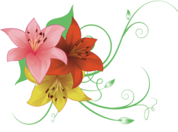 flowers & Lilium free transparent png image.