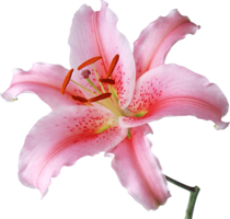 flowers & Lilium free transparent png image.