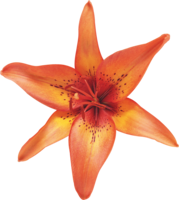 flowers & lilium free transparent png image.