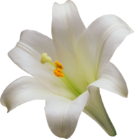 flowers & Lilium free transparent png image.