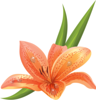 flowers & lilium free transparent png image.