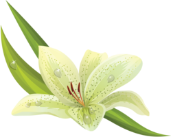 flowers & lilium free transparent png image.