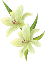 flowers & lilium free transparent png image.