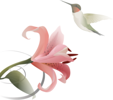 flowers & Lilium free transparent png image.