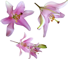 flowers & Lilium free transparent png image.