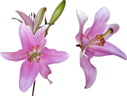 flowers & Lilium free transparent png image.