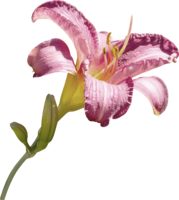 flowers & lilium free transparent png image.