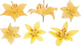 flowers & Lilium free transparent png image.