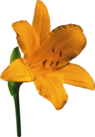 flowers & Lilium free transparent png image.