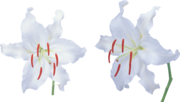 flowers & lilium free transparent png image.