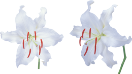 flowers & Lilium free transparent png image.