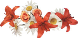 flowers & Lilium free transparent png image.