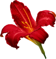 flowers & lilium free transparent png image.