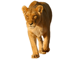 animals & lion free transparent png image.