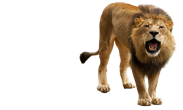 animals & Lion free transparent png image.