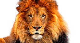 animals & lion free transparent png image.