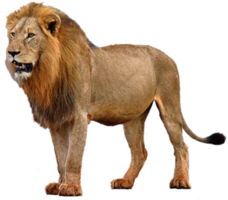 animals & Lion free transparent png image.