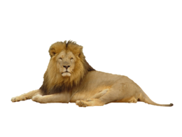 animals & lion free transparent png image.