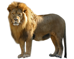 animals & Lion free transparent png image.