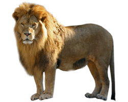 animals & lion free transparent png image.