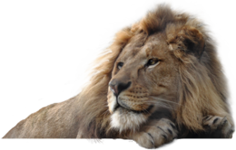 animals & Lion free transparent png image.