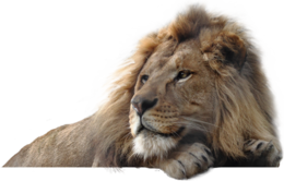 animals & lion free transparent png image.