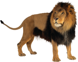 animals & Lion free transparent png image.