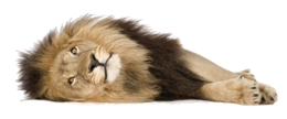 animals & Lion free transparent png image.