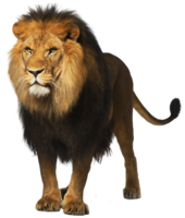 animals & lion free transparent png image.