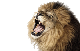 animals & lion free transparent png image.