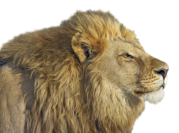 animals & lion free transparent png image.