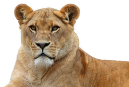 animals & Lion free transparent png image.