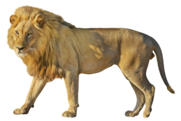 animals & Lion free transparent png image.