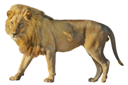 animals & Lion free transparent png image.