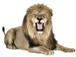 animals & lion free transparent png image.