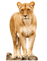 animals & lion free transparent png image.