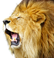 animals & lion free transparent png image.