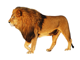 animals & lion free transparent png image.