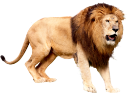 animals & lion free transparent png image.