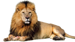 animals & lion free transparent png image.