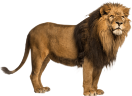 animals & lion free transparent png image.