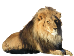 animals & Lion free transparent png image.