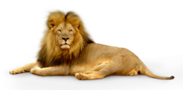 animals & lion free transparent png image.