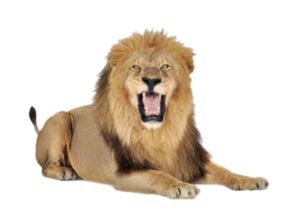 animals & Lion free transparent png image.