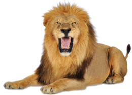 animals & Lion free transparent png image.