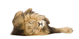 animals & lion free transparent png image.